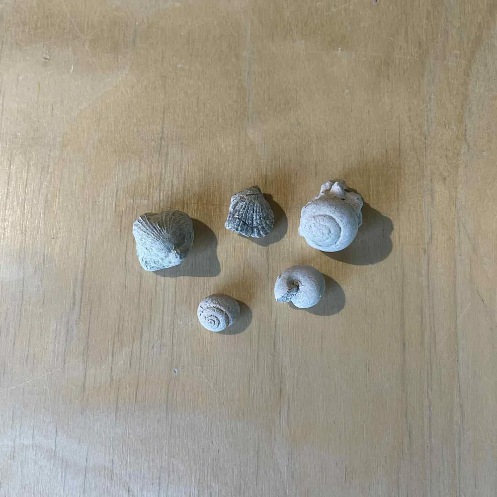 FOS5