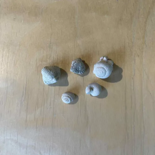 FOS5
