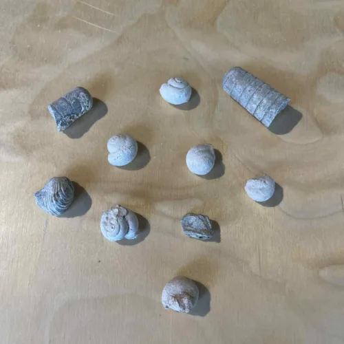 FOS10